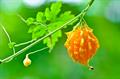 bitter gourd, bitter squash , balsam-pear